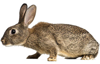 European-rabbit